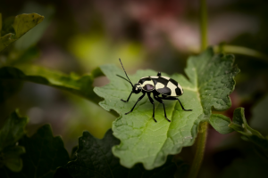 Punaise Arlequin : Nuisible ou Pas pour Votre Potager ?