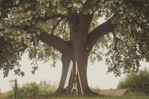 Couper un Noyer Porte Malheur ? Mythes et Réalités sur la Taille des Arbres Envahissants
