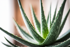 Aloe Vera : Connaissez-Vous les Dangers Pour la Peau ?