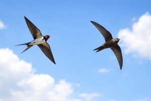 Hirondelle ou Martinet : Comment les Différencier ?