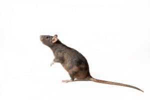 Se débarrasser des nuisibles sans produits chimiques : solutions écologiques et gestes préventifs